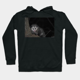 Opossum up a tree Hoodie